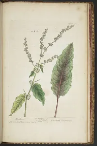 Antique Botanical Prints For Sale Prints: Plate 492, from A Curious Herbal, 1737 (coloured engraving)