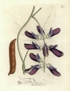Antique Botanical Prints For Sale Prints: Purple flowered cowhage dolichos