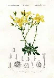 Botanical Illustrations Online Prints: Glandular Flax (print)