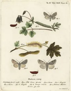 Handcoloured Copperplate Art Prints: Grey chi, Antitype chi 1 and sycamore moth