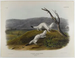 Audubon's Little Nimble Weasel Colour Lithograph Print