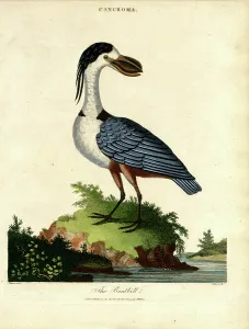 The Boatbill, 1810 Print by John Pass (c.1783-1832)