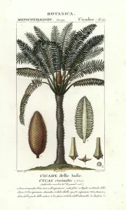 Handcoloured Copperplate Stipple Engraving Prints: Queen sago, Cycas circinalis