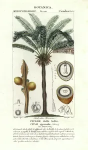 Handcoloured Copperplate Stipple Engraving Prints: Queen sago, Cycas circinalis
