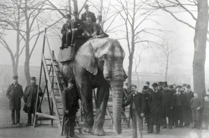 Vintage Animal Photos Prints: Jumbo at riding steps ZSL London Zoo, probably March 1882 (b / w photo)