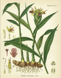 Hermann Adolph Koehler Art Prints: Ginger, Zingiber officinale