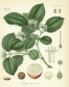 Hermann Adolph Koehler Art Prints: Strychnine tree, Strychnos nux-vomica