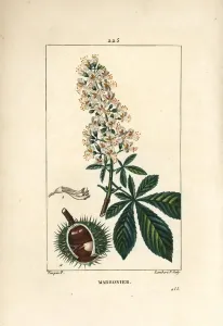 Pierre Jean Francois Turpin Artist Prints: Common chestnut, chestnut or white chestnut - Horsechestnut