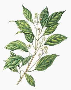 Botanical Illustrations Online Prints: Close-up of camphor flowers (Cinnamomum camphora)