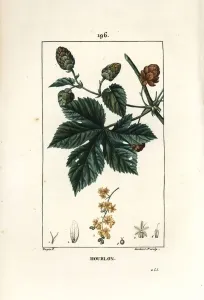 Pierre Jean Francois Turpin Artist Prints: Climbing hops - Hops, Humulus lupulus