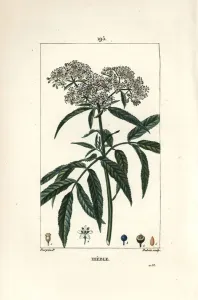 Pierre Jean Francois Turpin Artist Prints: Dwarf elder - Dwarf elder, Sambucus humilis