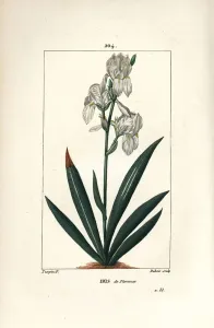 Pierre Jean Francois Turpin Artist Prints: Florentine Iris, Florence Iris - Florentine iris