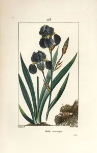 Pierre Jean Francois Turpin Artist Prints: German Iris or Garden Iris - Blue flower de luce