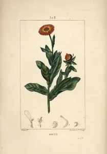 Pierre Jean Francois Turpin Artist Prints: Marigold, Calendula officinalis
