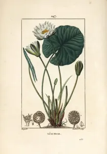 Pierre Jean Francois Turpin Artist Prints: Nenuphar blanc - White water lily