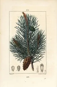 Pierre Jean Francois Turpin Artist Prints: Scots pine - Wild pine tree or Scots pine