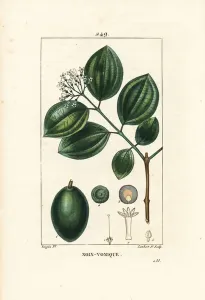 Pierre Jean Francois Turpin Artist Prints: Vomiker - Strychnine tree or poison nut