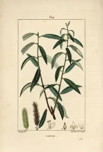 Pierre Jean Francois Turpin Artist Prints: White or Silver Willow, White Wicker - White willow tree