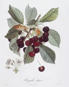 Pierre Jean Francois Turpin Artist Prints: Cherry tree (Prunus avium), Henry Louis Duhamel du Monceau