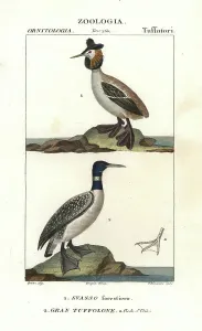 Handcoloured Copperplate Stipple Engraving Prints: Horned grebe and great northern loon