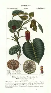 Antique Natural Science Prints: Sandbox tree, Hura crepitans