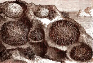 Antique Natural Science Prints: Sea urchins in the rocks.1880 (engraving)