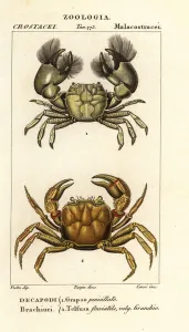 Handcoloured Copperplate Stipple Engraving Prints: Hemigrapsus penicillatus and Potamon fluviatile