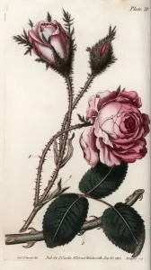 Rose, Rosa centifolia (Coloured Copper Engraving Print)