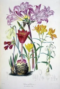 Antique Botanical Prints For Sale Prints: Amaryllidacea, c1850. Plate 136 from volume 2 of Illustrations of the Natural Orders of Plants