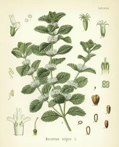 Hermann Adolph Koehler Art Prints: Common horehound, Marrubium vulgare