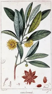 19th Century Star Anise Botanical Print