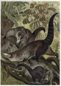 Unknown Artist Prints: White-nosed Coati Print XEE4155165
