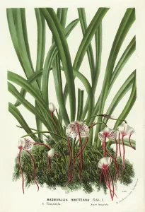 Charles Lemaire Botanicals Prints: Dracula houtteana orchid (Masdevallia houtteana)
