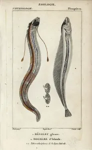 Handcoloured Copperplate Stipple Engraving Prints: King of herrings, regalec glesne
