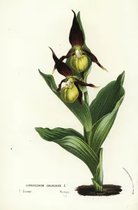 European Hothouse Plants Prints: Lady s-slipper orchid, Cypripedium calceolus