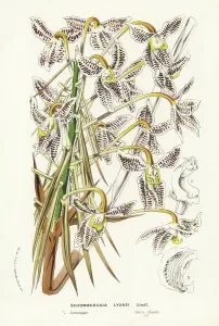 Charles Lemaire Botanicals Prints: Laelia lyonsii orchid (Schomburgkia lyonsi)