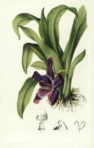 Charles Lemaire Botanicals Prints: Violet pescatoria orchid, Pescatoria violacea (Huntleya violacea)