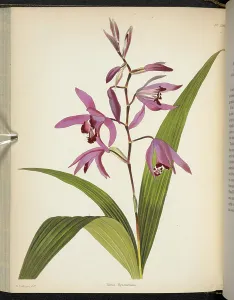 Botanical Illustrations Online Prints: Bletia Hyacinthina