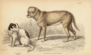 Carrier Dog of the Indians, Ancestor of the Chihuahua Print