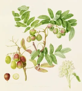The Pear-Shaped Service Crab Apple, 1820 Print