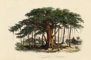 Handcoloured Engravings Prints: Sacred fig tree, Ficus religiosa