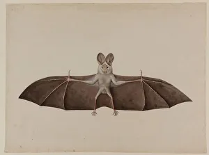Asian Lesser False Vampire Bat, c.1790 (w/c on paper) Asian Lesser False Vampire Bat, c.1790 (w/c on paper)