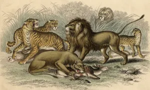 An Asiatic Lion and Lioness, a Bengal Tiger, a Leopard and a Jaguar (coloured engraving) An Asiatic Lion and Lioness, a Bengal Tiger, a Leopard and a Jaguar (coloured engraving)