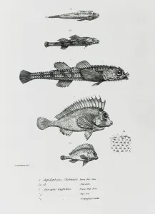 Aspidophorus Chiloensis and Agriopus Hispidus, plate 7 from The Zoology of the Voyage of H Aspidophorus Chiloensis and Agriopus Hispidus, plate 7 from The Zoology of the Voyage of H