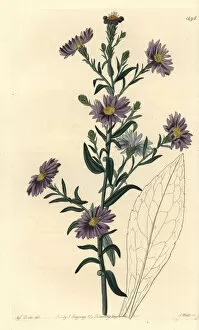 Aster variete - Smooth aster, Symphyotrichum laeve (Glaucous aster, Aster cyaneus)
