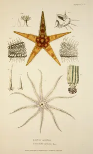 Asterias aurantiaca and Comatula carinata, from The Mollusca and Radiata, pub Asterias aurantiaca and Comatula carinata, from The Mollusca and Radiata, pub