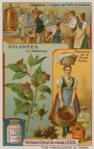 Atropa Belladonna or Nightshade (chromolitho) Atropa Belladonna or Nightshade (chromolitho)