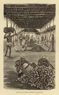Auction of Pearl Oysters in Ceylon (engraving)
