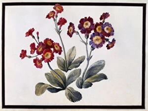 Primula Auricula Gallery: Auricula, c.1690 (gouache on paper)