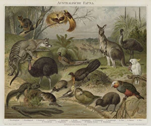 Australasian fauna (colour litho)